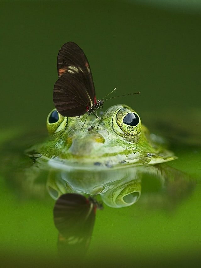 Discover the Top 10 Wildlife Podcasts on Spotify