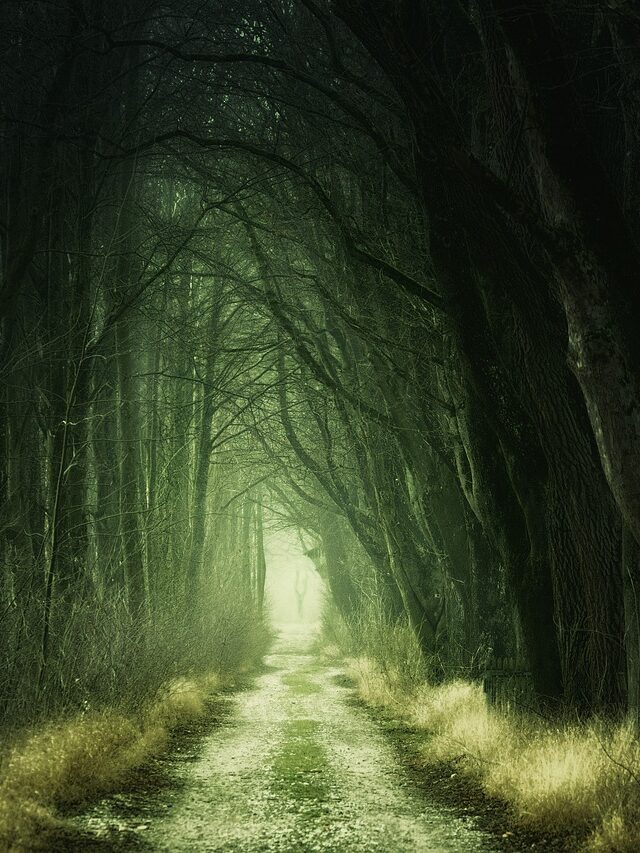 Top 10 Best Forest Podcast to help you fall in love with nature again