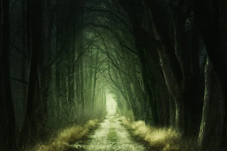 Top 10 Best Forest Podcast: Explore the Wonders of Nature
