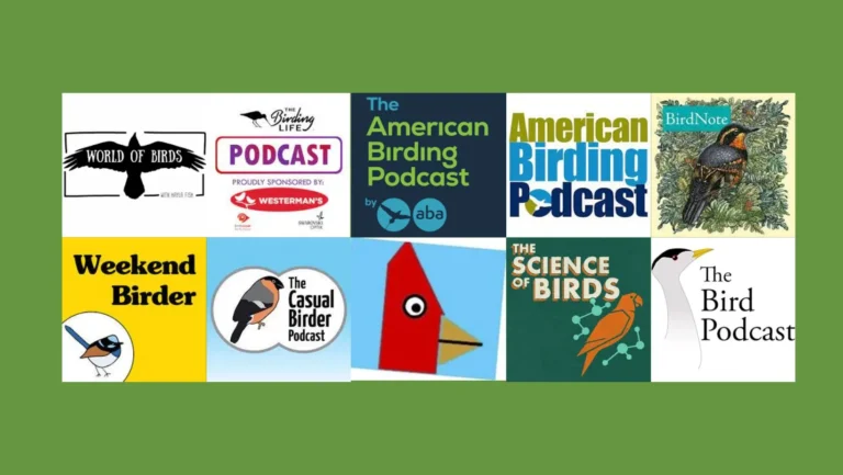 Explore the Sky with the Top 10 Best Bird Podcasts on Spotify