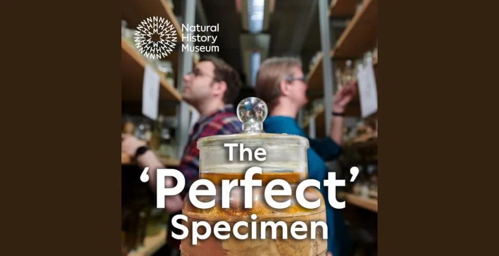 Cover image of The Perfect Specimen podcast