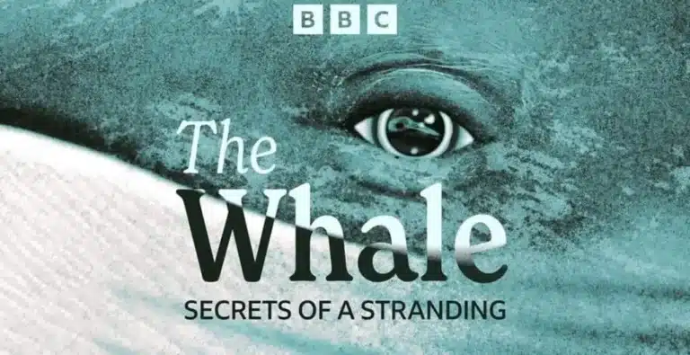 Whale Secrets of a Stranding: BBC Podcast Reveals Five-Year Cornwall Whale Excavation